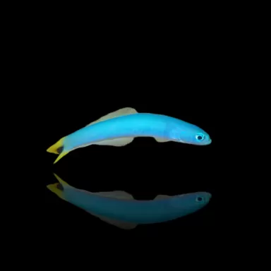 Ptereleotris Heteroptera kopen? | Coralandfishstore.nl