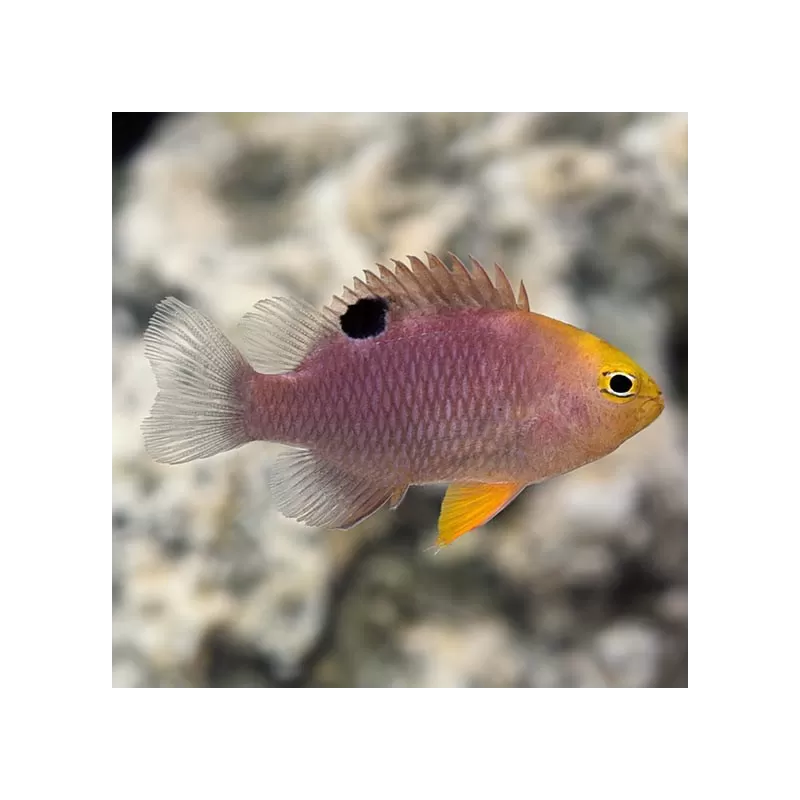 Chrysiptera Talboti| Coralandfishstore.nl Chrysiptera Talboti| Coralandfishstore.nl