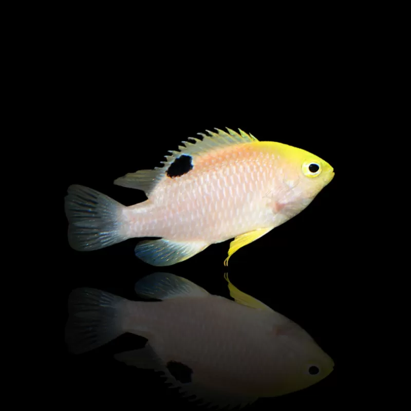 Chrysiptera Talboti| Coralandfishstore.nl Chrysiptera Talboti| Coralandfishstore.nl