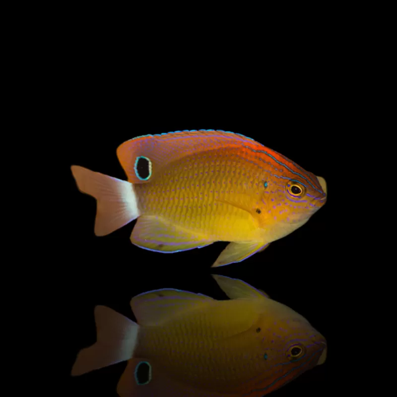 Pomacentrus Bankanensis kopen? | Coralandfishstore.nl Pomacentrus Bankanensis kopen? | Coralandfishstore.nl
