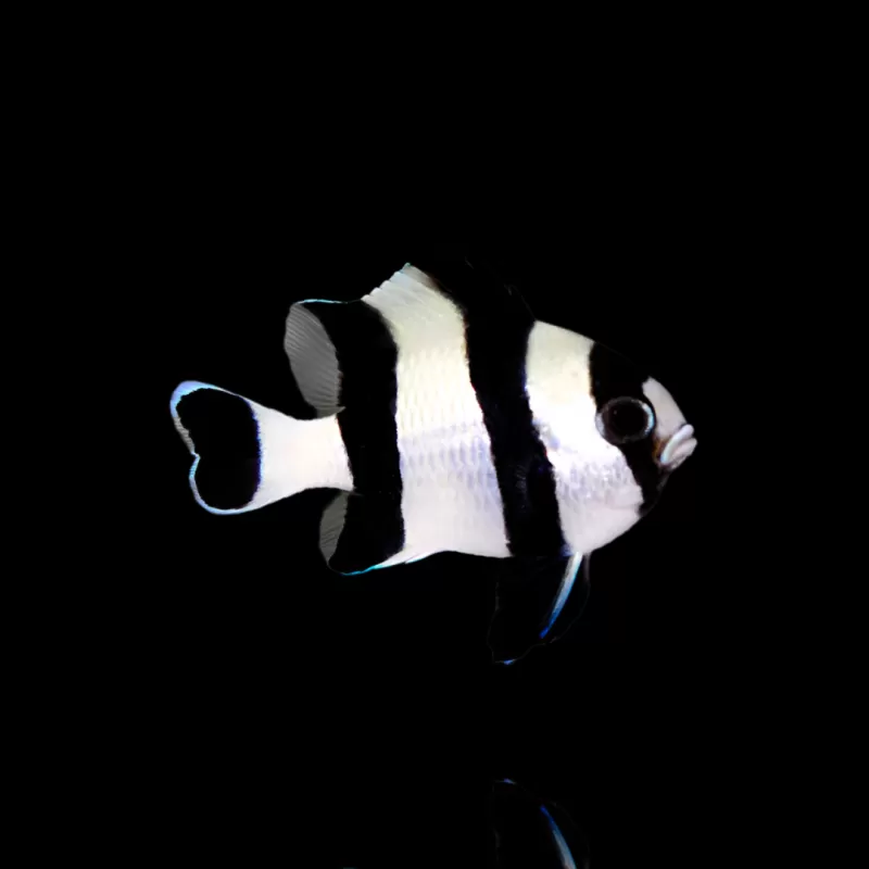 Möchten Sie Dasccyllus Melanurus kaufen? | Coralandfishstore.nl Möchten Sie Dasccyllus Melanurus kaufen? | Coralandfishstore.nl