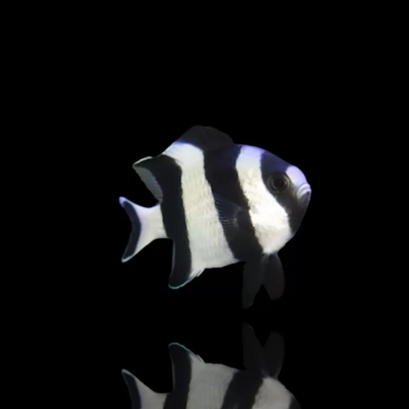 Möchten Sie Dasccyllus Melanurus kaufen? | Coralandfishstore.nl Möchten Sie Dasccyllus Melanurus kaufen? | Coralandfishstore.nl