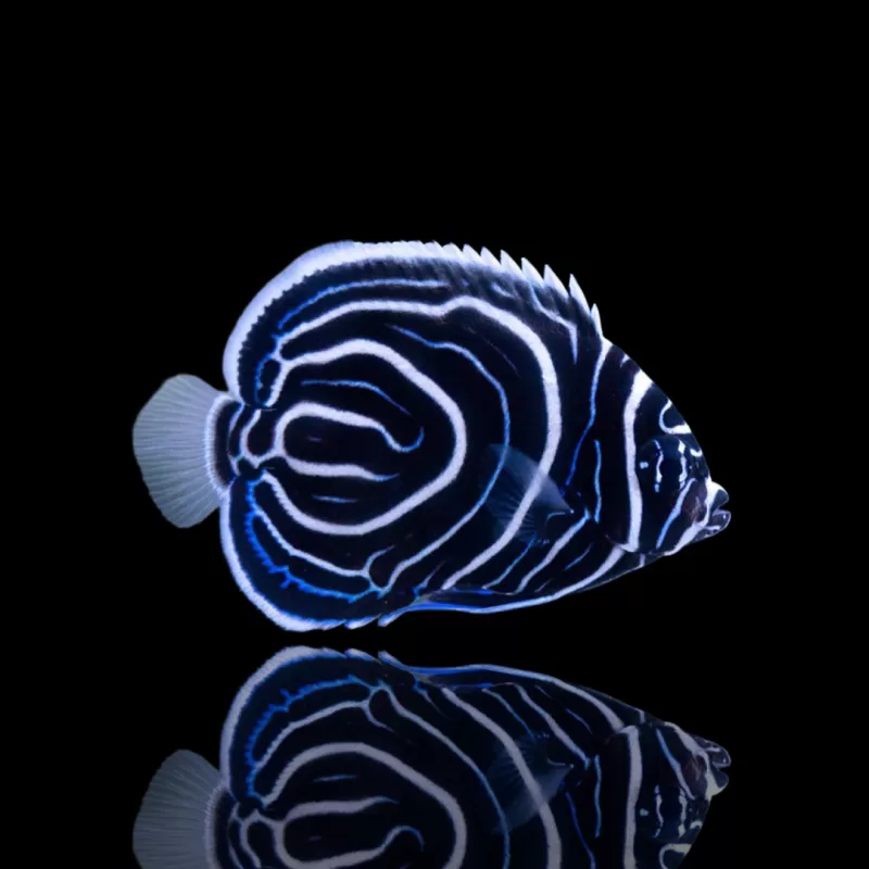 Pomacanthus Imperator| Coralandfishstore.nl Pomacanthus Imperator| Coralandfishstore.nl