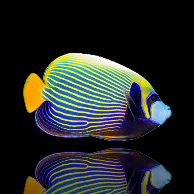 Pomacanthus Imperator| Coralandfishstore.nl Pomacanthus Imperator| Coralandfishstore.nl