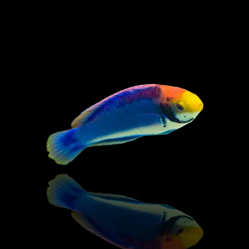 Möchten Sie Cirrhilabrus Solorensis Bali kaufen? | Coralandfishstore.nl Möchten Sie Cirrhilabrus Solorensis Bali kaufen? | Coralandfishstore.nl