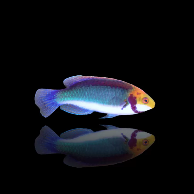 Möchten Sie Cirrhilabrus Solorensis Bali kaufen? | Coralandfishstore.nl Möchten Sie Cirrhilabrus Solorensis Bali kaufen? | Coralandfishstore.nl