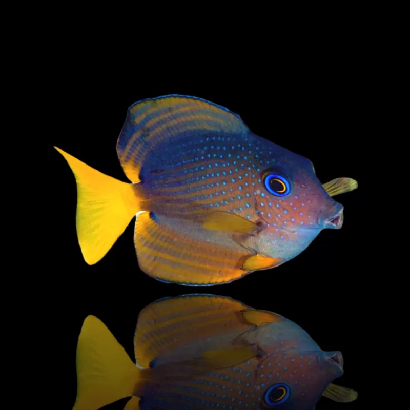 Möchten Sie Ctenochaetus Binotatus kaufen? | Coralandfishstore.nl Möchten Sie Ctenochaetus Binotatus kaufen? | Coralandfishstore.nl