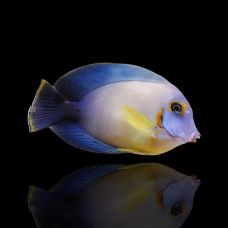 Acanthurus Pyroferus kaufen?| Coralandfishstore.nl Acanthurus Pyroferus kaufen?| Coralandfishstore.nl