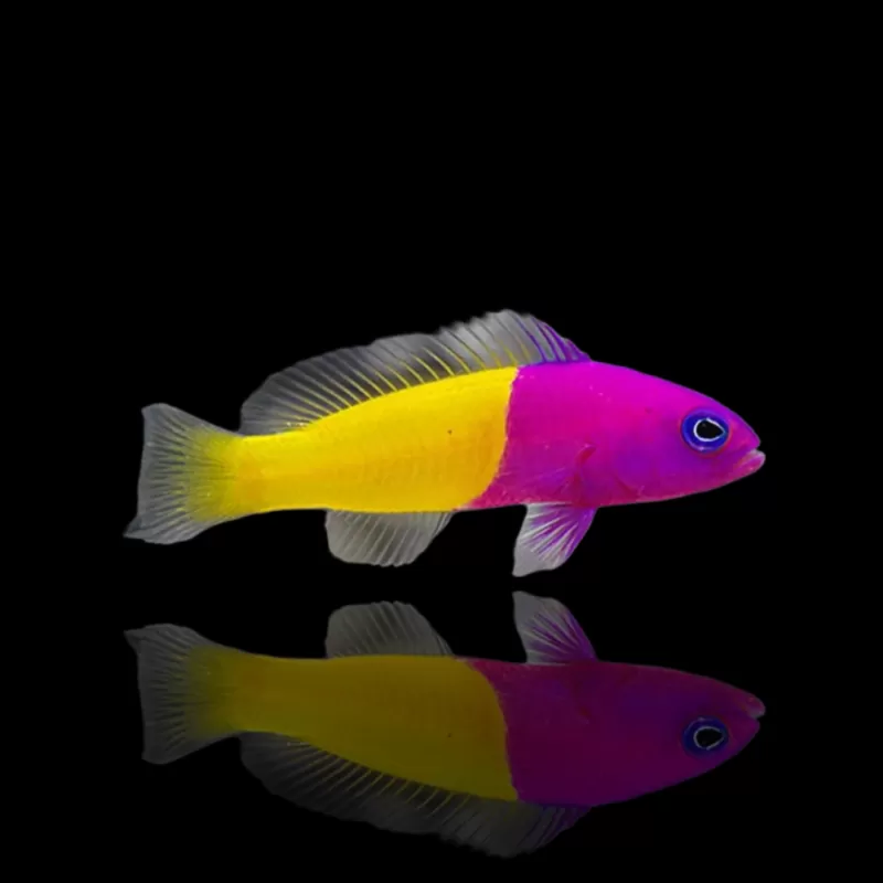 Pseudochromis Paccagnellae | Coralandfishstore.nl Pseudochromis Paccagnellae | Coralandfishstore.nl