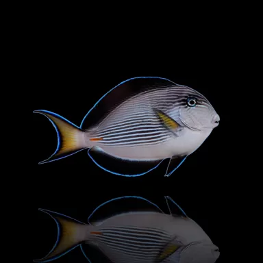 Acanthurus Sohal kaufen? | Coralandfishstore.nl