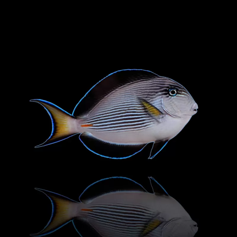 Acanthurus Sohal kaufen? | Coralandfishstore.nl Acanthurus Sohal kaufen? | Coralandfishstore.nl