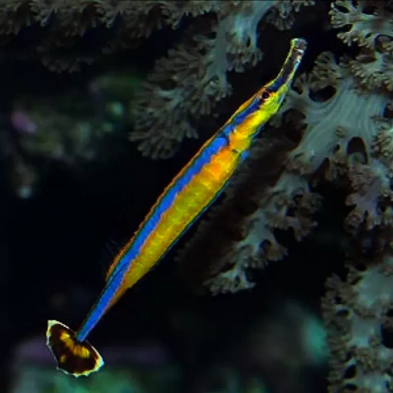 Möchten Sie Doryrhampus Excisus - Blaustreifen-Seenadeln kaufen? Corallandfishstore Möchten Sie Doryrhampus Excisus - Blaustreifen-Seenadeln kaufen? Corallandfishstore