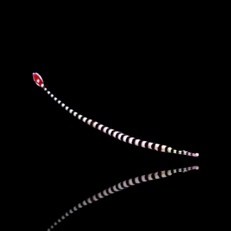 Möchten Sie Doryrhampus dactyliophorus kaufen? | Coralandfishstore.nl Möchten Sie Doryrhampus dactyliophorus kaufen? | Coralandfishstore.nl