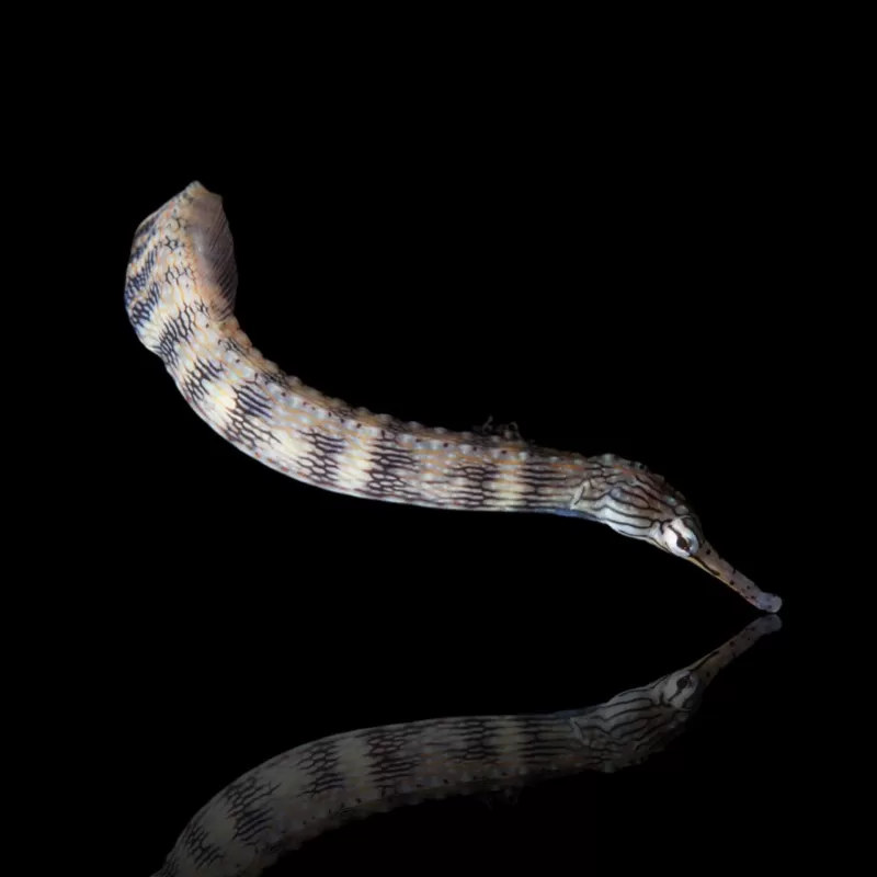 Corythoichthys Intestinalis Corythoichthys Intestinalis