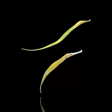 Syngnathoides Biaculeatus bestellen ? l Coralandfishstore.nl