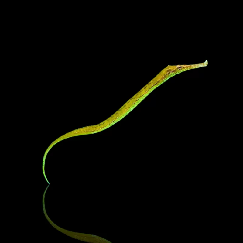 Syngnathoides Biaculeatus bestellen? l Coralandfishstore.nl Syngnathoides Biaculeatus bestellen? l Coralandfishstore.nl