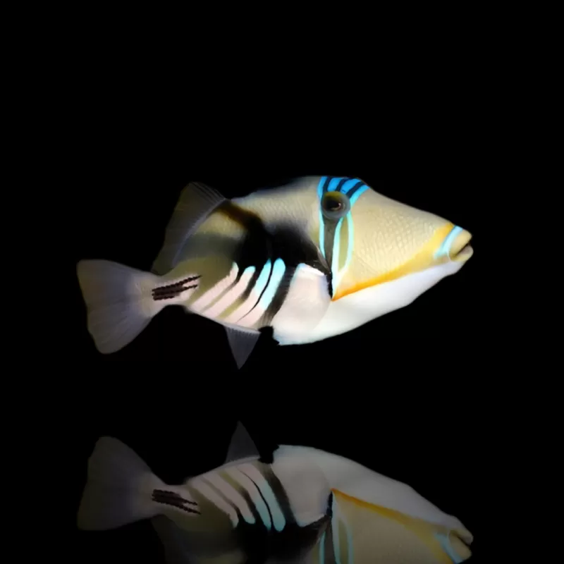 Rhinecanthus Aculeatus – Picasso-Drückerfisch kaufen? | Coralandfishstore.nl Rhinecanthus Aculeatus – Picasso-Drückerfisch kaufen? | Coralandfishstore.nl