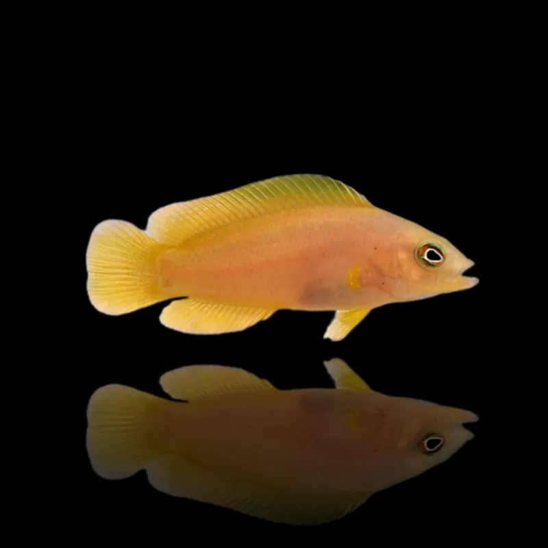 Pseudochromis Fuligifinis | Coralandfishstore.nl Pseudochromis Fuligifinis | Coralandfishstore.nl