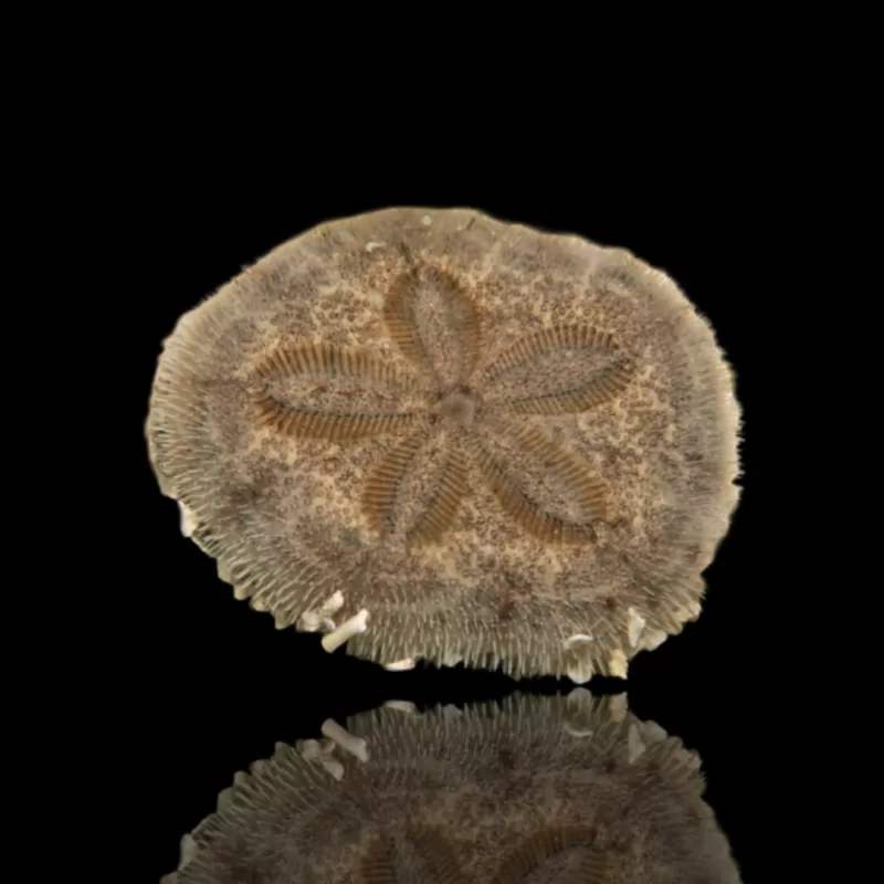 Clypeasteroida sp. oder Sanddollar kaufen? | Coralandfishstore.nl Clypeasteroida sp. oder Sanddollar kaufen? | Coralandfishstore.nl