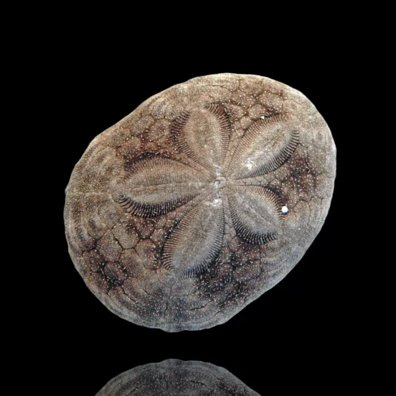 Clypeasteroida sp. oder Sanddollar kaufen? | Coralandfishstore.nl Clypeasteroida sp. oder Sanddollar kaufen? | Coralandfishstore.nl
