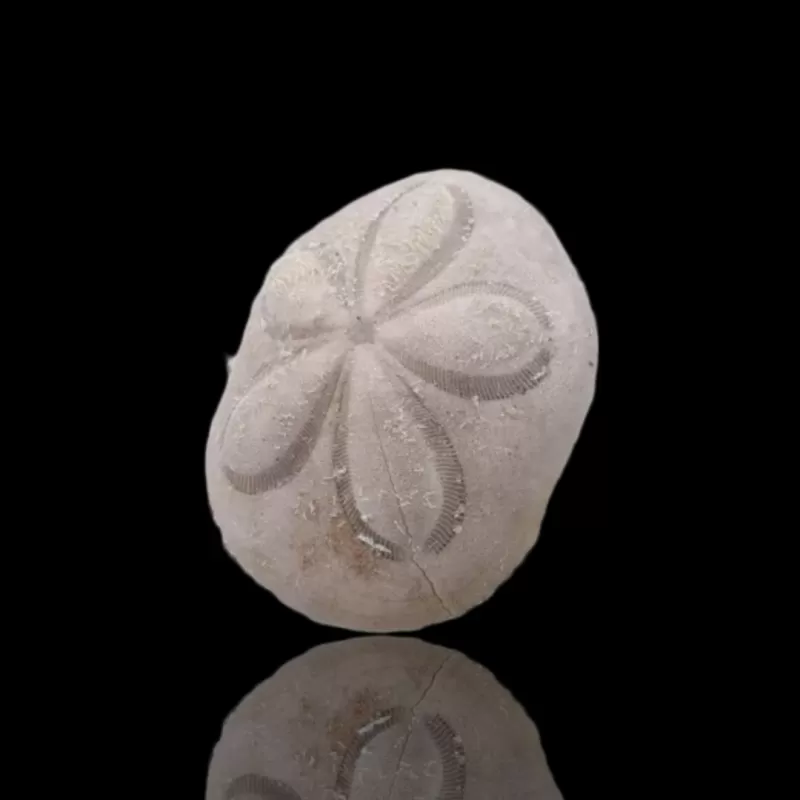 Clypeasteroida sp. oder Sanddollar kaufen? | Coralandfishstore.nl Clypeasteroida sp. oder Sanddollar kaufen? | Coralandfishstore.nl