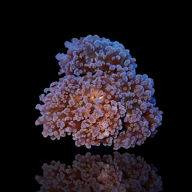 Euphyllia Divisa S-Größe | Coralandfishstore.nl Euphyllia Divisa S-Größe | Coralandfishstore.nl