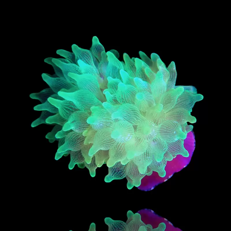 Entacmaea Quadricolor Grün – Rote Füße kaufen | Coralandfishstore.nl Entacmaea Quadricolor Grün – Rote Füße kaufen | Coralandfishstore.nl