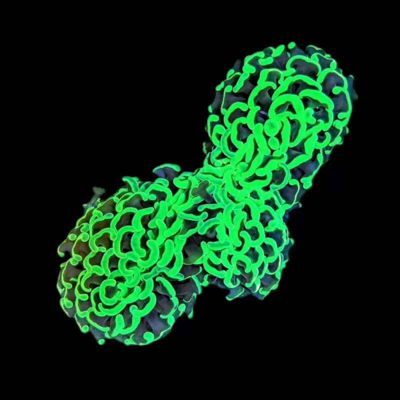 WYSIWYG 646 Euphyllia ancora green M-size