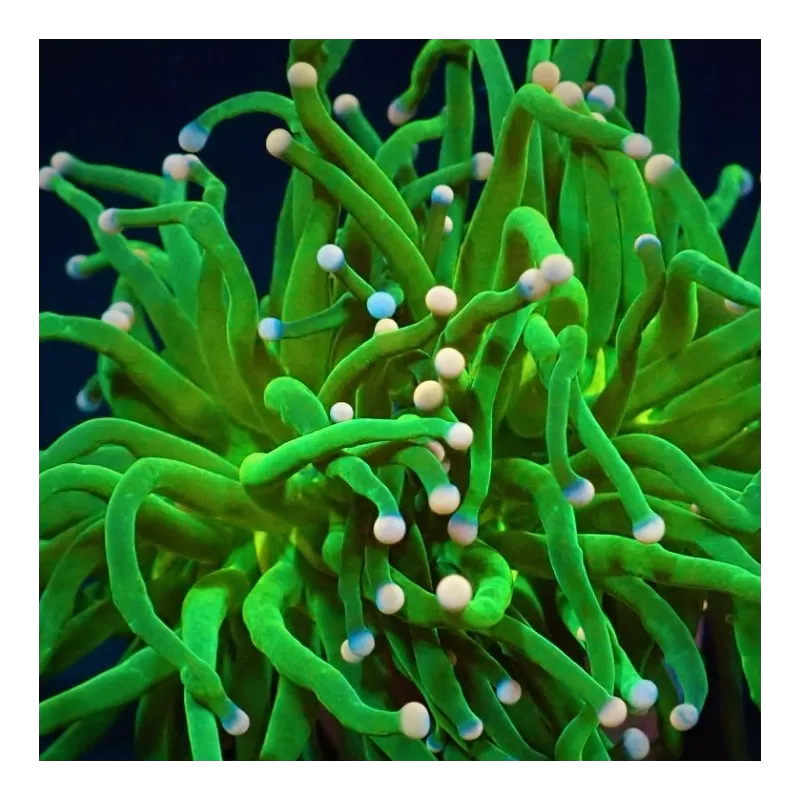Möchten Sie Zuckerwatte von Euphyllia glabrescens kaufen? | Coralandfishstore.nl