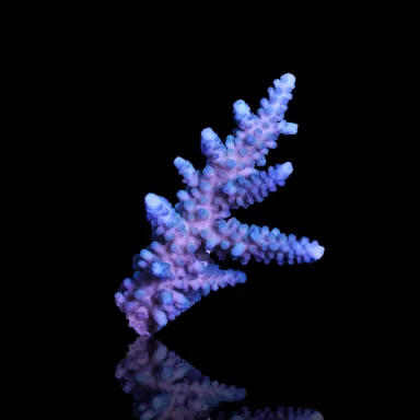 Acropora gomezi kaufen | Coralandfishstore.nl