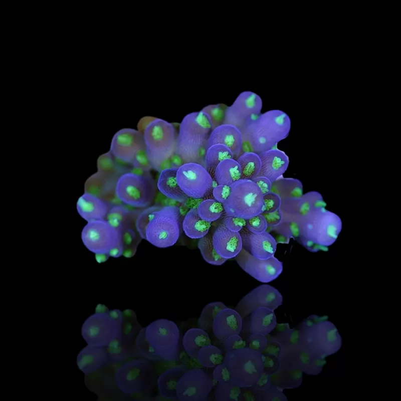 Acropora nana kaufen | Coralandfishstore.nl Acropora nana kaufen | Coralandfishstore.nl