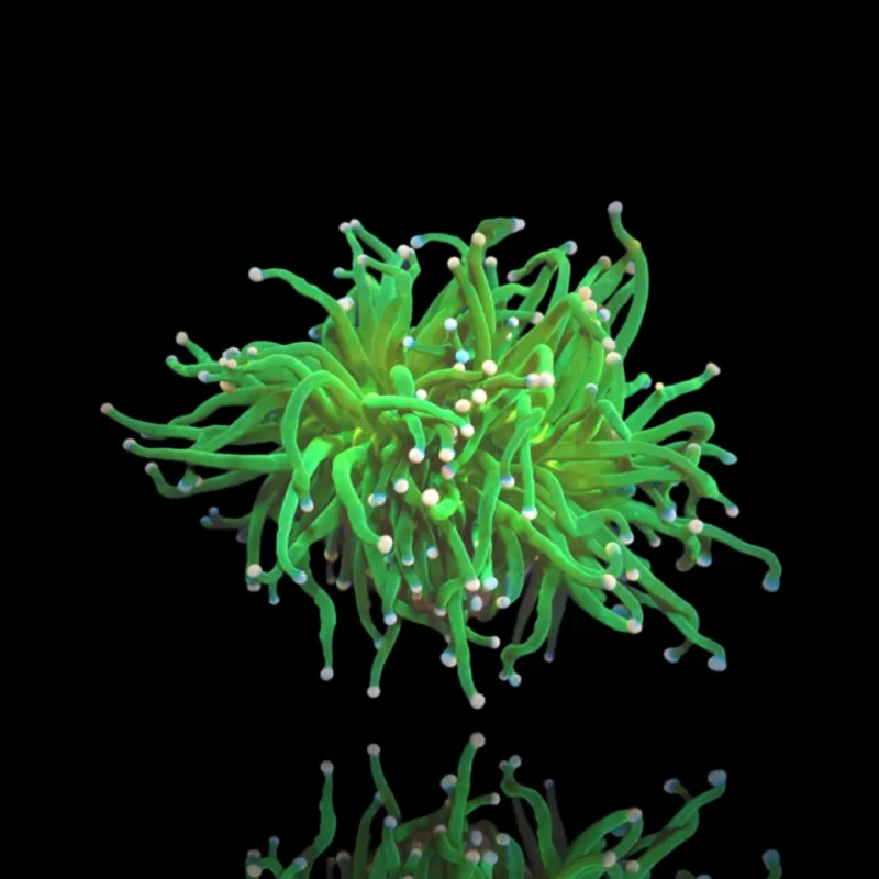 Möchten Sie Zuckerwatte von Euphyllia glabrescens kaufen? | Coralandfishstore.nl Möchten Sie Zuckerwatte von Euphyllia glabrescens kaufen? | Coralandfishstore.nl