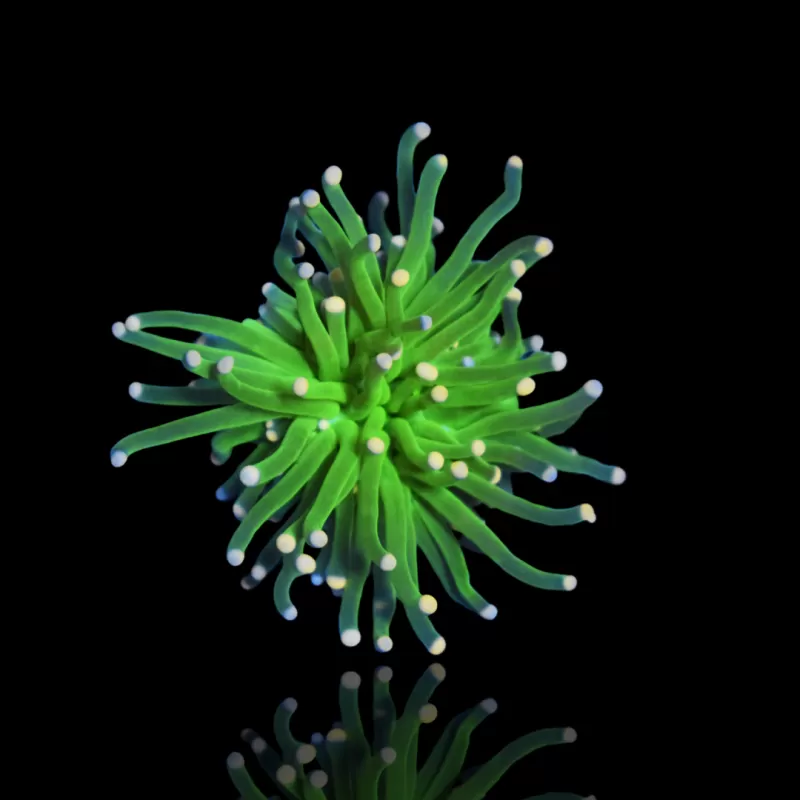 Möchten Sie Zuckerwatte von Euphyllia glabrescens kaufen? | Coralandfishstore.nl Möchten Sie Zuckerwatte von Euphyllia glabrescens kaufen? | Coralandfishstore.nl