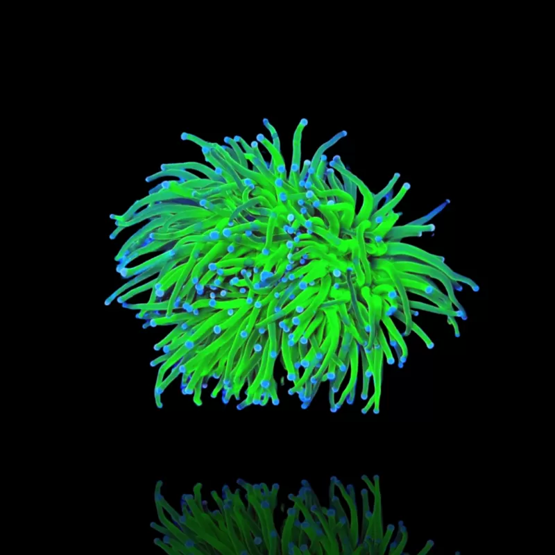 Euphyllia glabrescens Heidelbeere, ultragrün/blaue Spitze | Coralandfishstore.nl