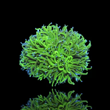 Euphyllia glabrescens myrtille ultra verte/pointe bleue | Coralandfishstore.nl