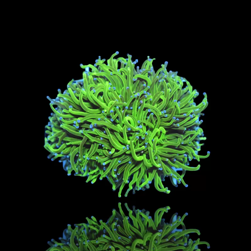 Euphyllia glabrescens myrtille ultra verte/pointe bleue | Coralandfishstore.nl Euphyllia glabrescens myrtille ultra verte/pointe bleue | Coralandfishstore.nl