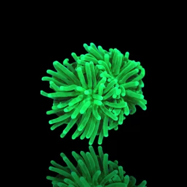 Euphyllia glabrescens lemon lime