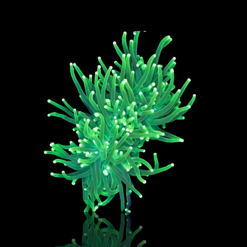 Möchten Sie Euphyllia glabrescens Zitronenlimette kaufen? | Coralandfishstore.nl Möchten Sie Euphyllia glabrescens Zitronenlimette kaufen? | Coralandfishstore.nl