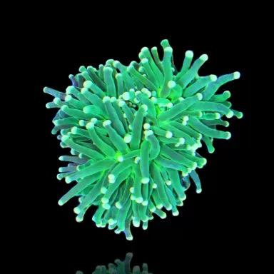 Möchten Sie Euphyllia glabrescens Zitronenlimette kaufen? | Coralandfishstore.nl