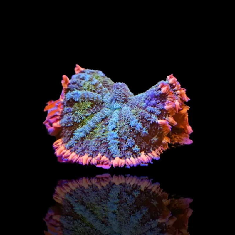 Möchten Sie Rhodactis Frankenstein kaufen? | Coralandfishstore.nl Möchten Sie Rhodactis Frankenstein kaufen? | Coralandfishstore.nl