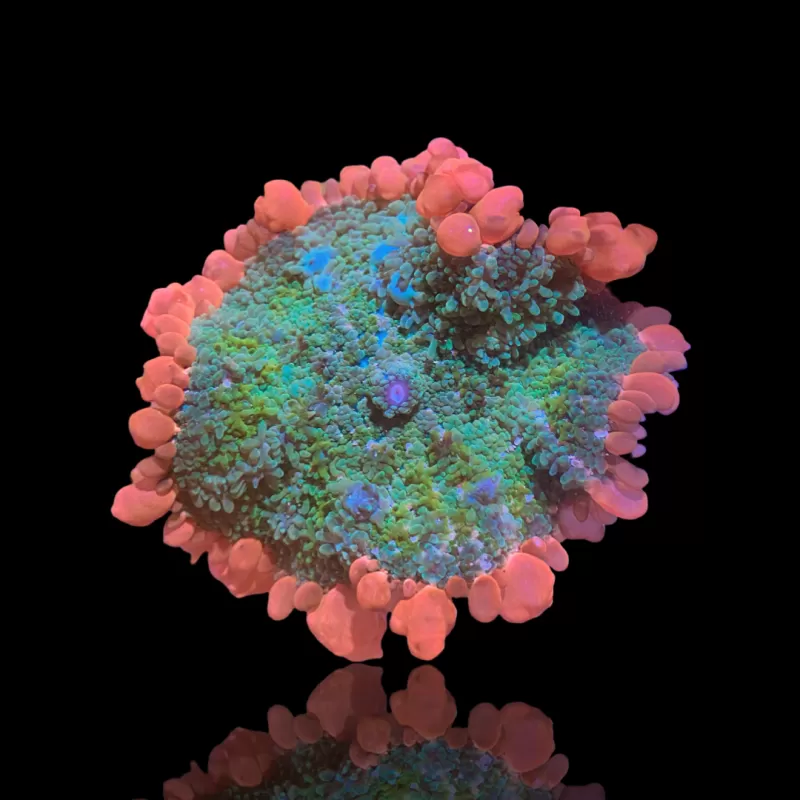 Möchten Sie Rhodactis Frankenstein kaufen? | Coralandfishstore.nl Möchten Sie Rhodactis Frankenstein kaufen? | Coralandfishstore.nl