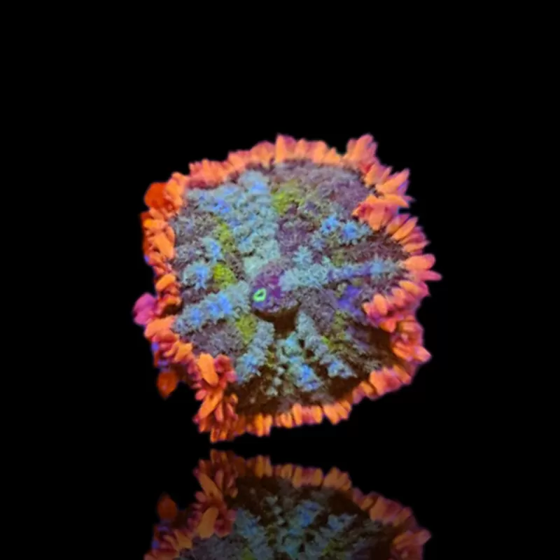 Möchten Sie Rhodactis Frankenstein kaufen? | Coralandfishstore.nl Möchten Sie Rhodactis Frankenstein kaufen? | Coralandfishstore.nl