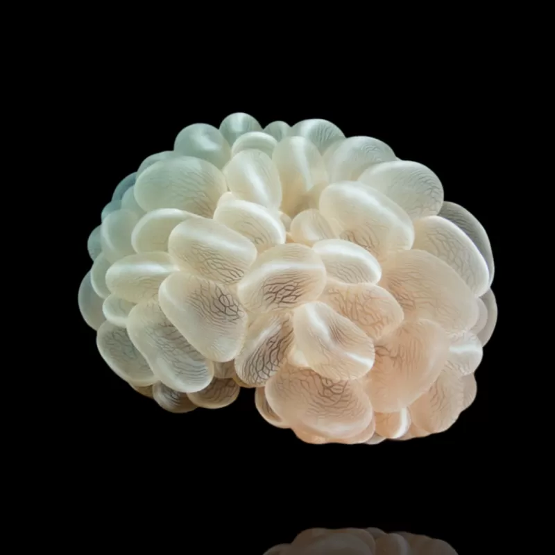 Plerogyra Sinuosa kopen?| Coralandfishstore.nl Plerogyra Sinuosa kopen?| Coralandfishstore.nl