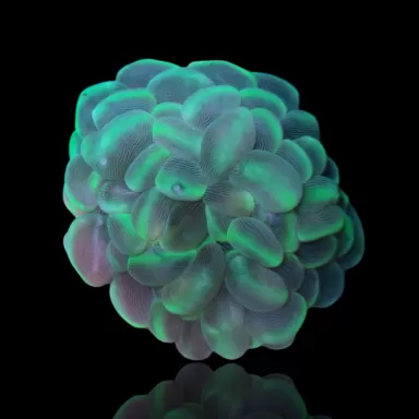 Vous souhaitez acheter du Plerogyra Sinuosa ? | Coralandfishstore.nl