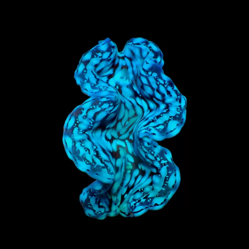 Kaufen Sie Tridacna squamosa | Coralandfishstore.nl Kaufen Sie Tridacna squamosa | Coralandfishstore.nl