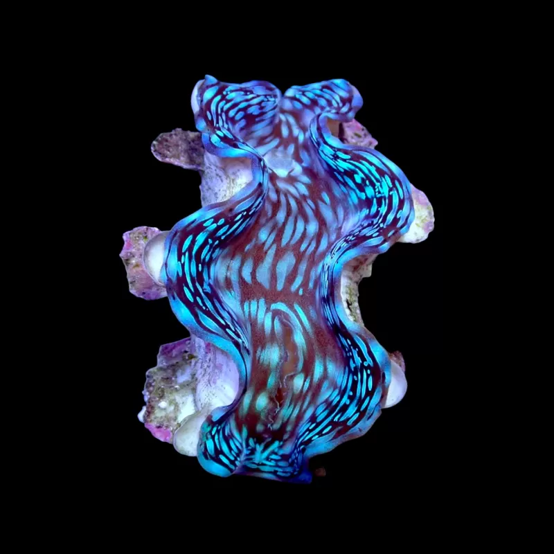 Kaufen Sie Tridacna squamosa | Coralandfishstore.nl Kaufen Sie Tridacna squamosa | Coralandfishstore.nl