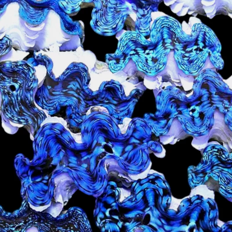 Kaufen Sie Tridacna squamosa | Coralandfishstore.nl Kaufen Sie Tridacna squamosa | Coralandfishstore.nl