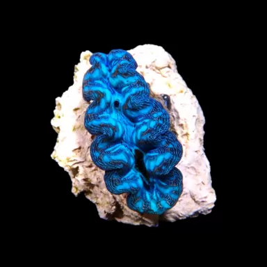 Tridacna crocea ultra grade kopen?| Coralandfishstore.nl