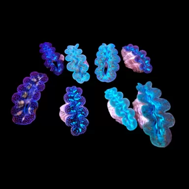 Tridacna crocea ultra grade kopen?| Coralandfishstore.nl