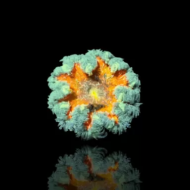 Epicystis crucifer grün mit orangefarbener Mitte